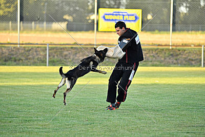 Daimond vom Haus Cokasa