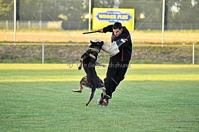 Daimond vom Haus Cokasa