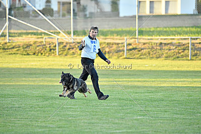 Daimond vom Haus Cokasa