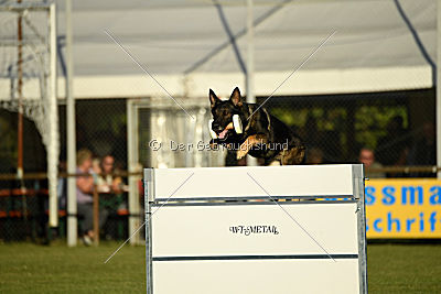 Daimond vom Haus Cokasa