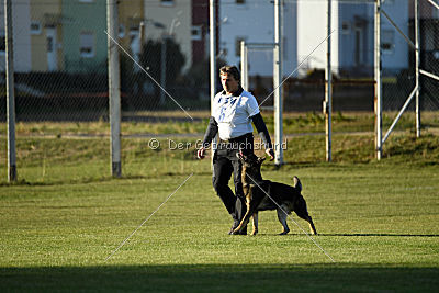 Daimond vom Haus Cokasa