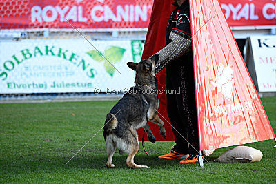 Dammit vom wilden Hexenkessel