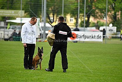 Daneskjold Ellie