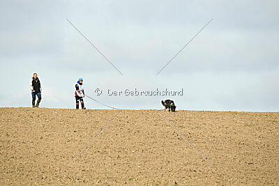 Darka King Adventure