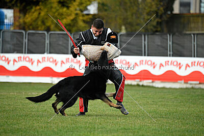 Daro von den Koschis