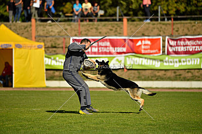 Diego von der Burg Gemen