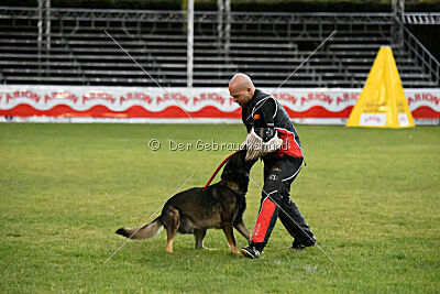 Dingo