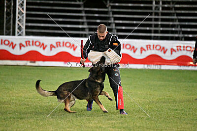 Dingo