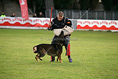 Dingo