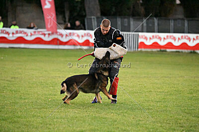 Dingo
