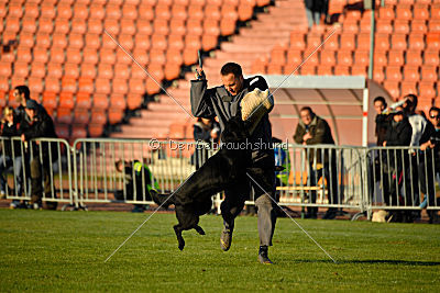 Djuke von den Wölfen