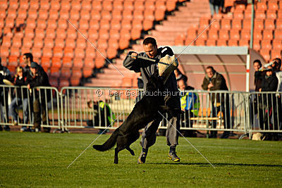 Djuke von den Wölfen