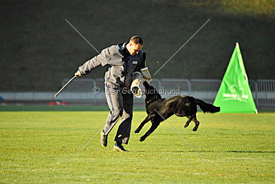 Djuke von den Wölfen