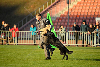 Djuke von den Wölfen