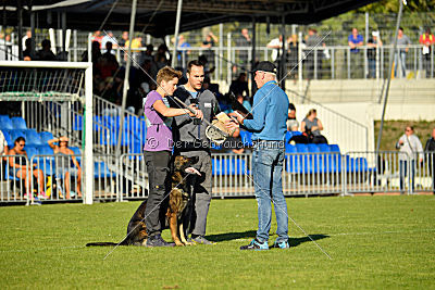 Dobby vom treuen Kamerad