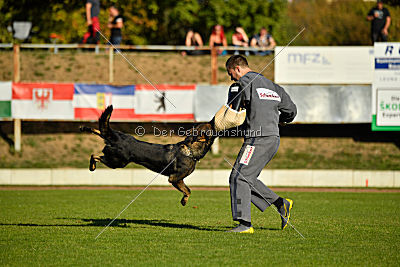 Dobby vom treuen Kamerad