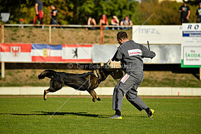 Dobby vom treuen Kamerad