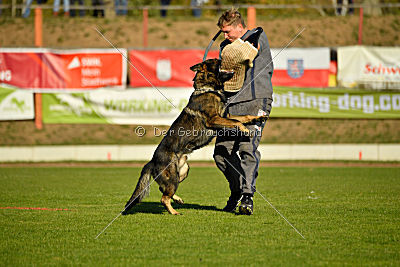 Dobby vom treuen Kamerad