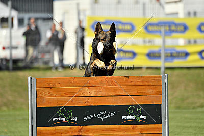 Dobby vom treuen Kamerad
