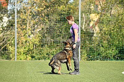 Dobby vom treuen Kamerad