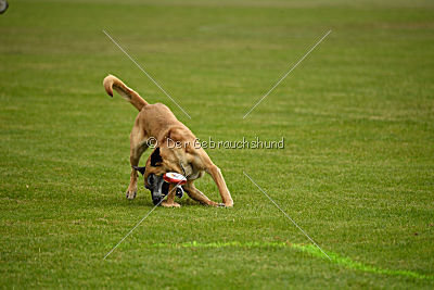 Doctor vom Hirtengarten