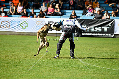 Donar Bestiaras