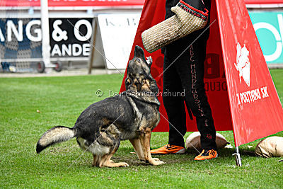 Duke vom Spektefeld