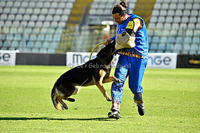 Dusty vom grauen Indianer