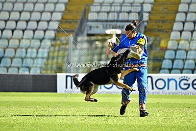 Dusty vom grauen Indianer