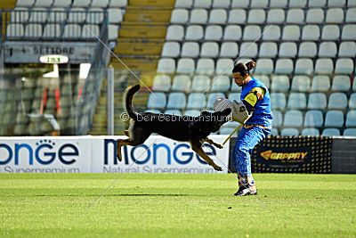 Dusty vom grauen Indianer