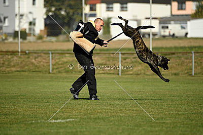 Ebby Fly Dogs Attak