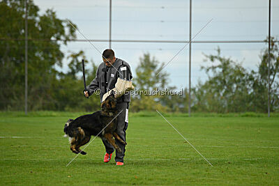 Ebony von der Nibelungenburg