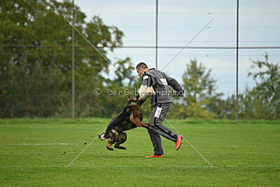Ebony von der Nibelungenburg
