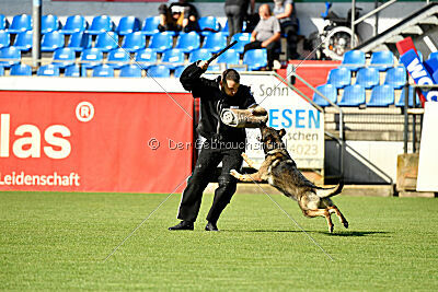 Eddi vom Niederbühler Tor