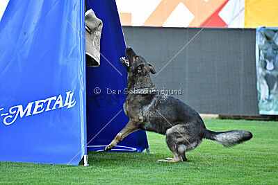 Eddi vom Niederbühler Tor