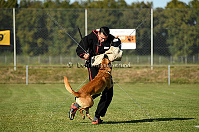 Eddie vom Maliattack