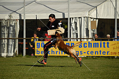 Eddie vom Maliattack