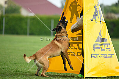 El Loco de Marina de los Molinos