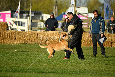 Elly vom Clan der Wölfe