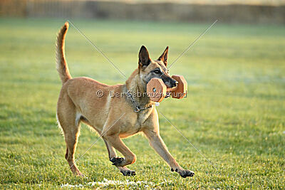 Elly vom Clan der Wölfe