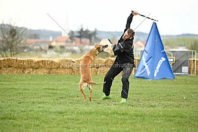 Elly vom Clan der Wölfe