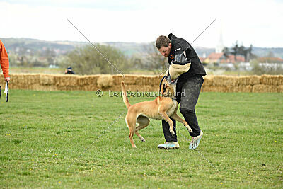 Elly vom Clan der Wölfe