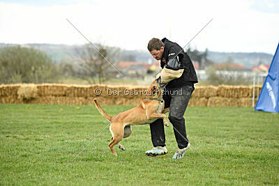 Elly vom Clan der Wölfe