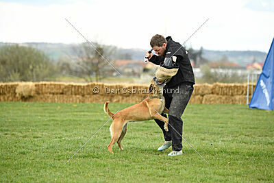 Elly vom Clan der Wölfe