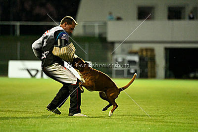 Elwood vom Mesumer Land