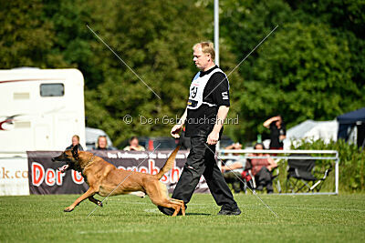 Enzo vom Buxtehuder Bullen