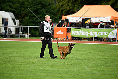 Enzo vom Buxtehuder Bullen