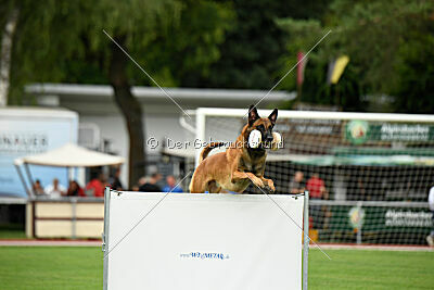 Enzo vom Buxtehuder Bullen