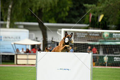Enzo vom Buxtehuder Bullen