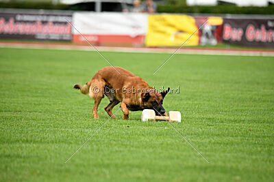Enzo vom Buxtehuder Bullen